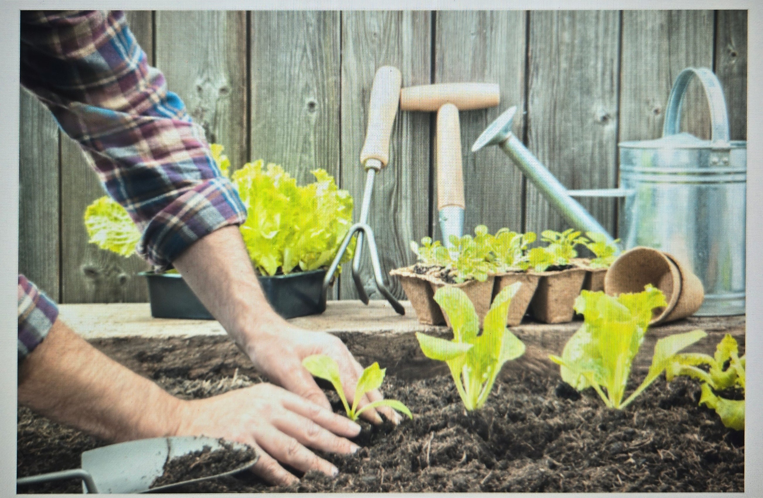 HOME GARDEN